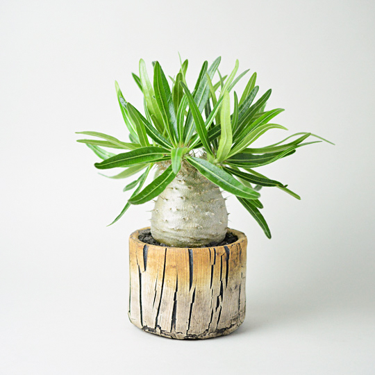 Scratch Bold Stripe Pot M パキポディウム グラキリス 多肉植物 特別な鉢の販売 トーキー Toky